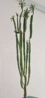 Молочай треугольный Euphorbia trigona 175см Кактус