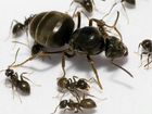Lasius niger: Черный садовый муравей