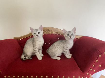 Египетская мау котята Аглая и Арчи