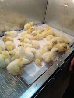 Цыплята бройлеров