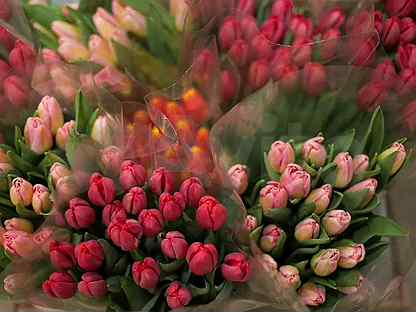 оптовый склад цветов. тюльпаны на складе. тюльпаны срезка. тюльпаны на складе. тюльпаны опт.