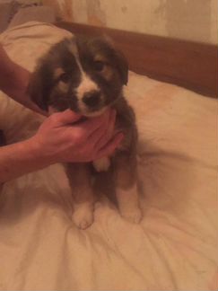 Отдаем щенков в хорошие руки