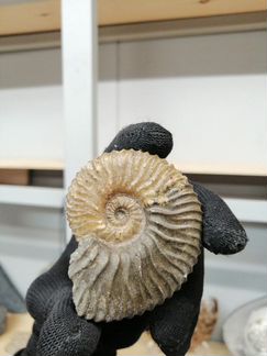 Аммониты Deshayesites sp и Euphylloceras