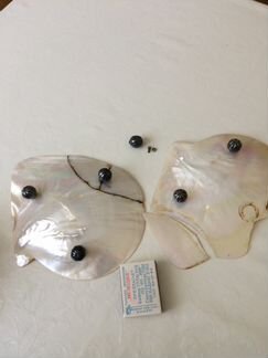 Перламутровые раковины