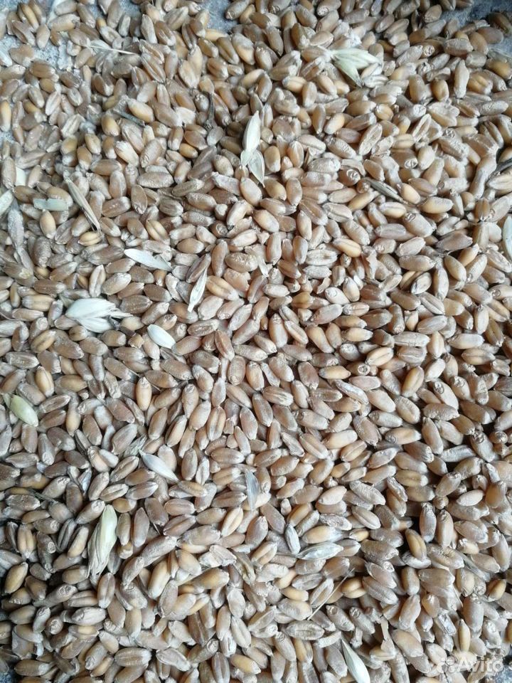 Комбикорм пшеница, ячмень, кукурузу, жмых 89376372071 купить 3