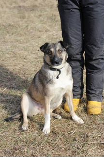 Небольшая собачка Лира в самые лучшие руки