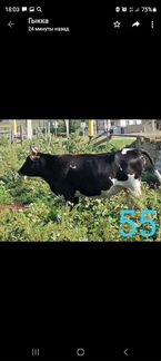Коровы и телята: 8мес,6мес,4 мес - фотография № 8