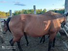 Лошадь русская рысистая объявление продам