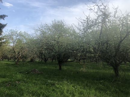 Яблоневый сад готовый бизнес