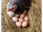 Яйца, цыплята-бройлеры, цесари, петухи