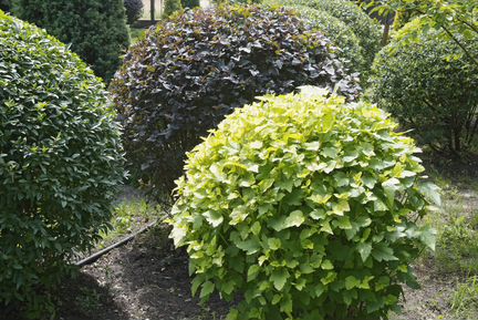 Пузыреплодник 0.6 - 0.8 м