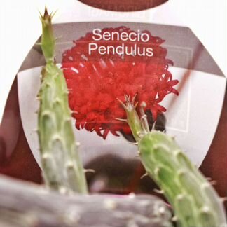 Сенецио (Senecio Pendulus)