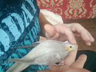 Попугай птенец кареллы