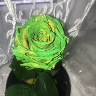 Живая зелёная роза в колбе
