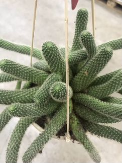 Ребуция Мускула Подвесная. Доставка