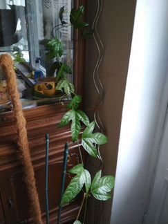 Маракуйя (пассифлора)