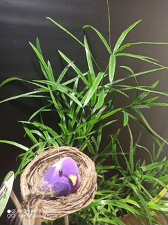 Растение комнатные