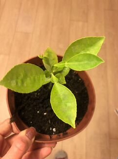 Финик домашний