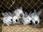 Калифорнийские кролики, 3 месяца
