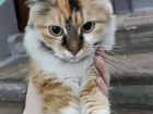 Кошка Мира ищет новую семью объявление продам