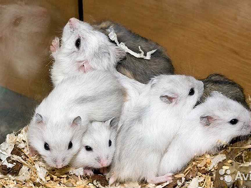 Хомяк домашний джунгарский. Хомяк джунгарский авито. Клетка для джунгарского хомяка. Хомяк джунгарский маленький. Дом джунгарского хомяка.