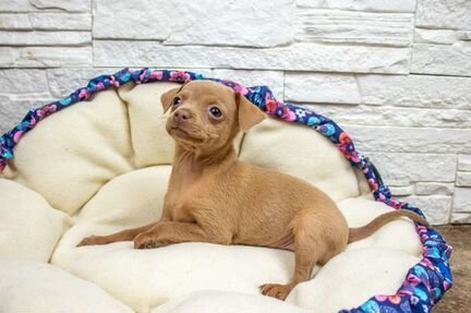 Русский той, щенки