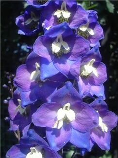 Семена садовых цветов