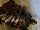 Красноухая черепаха бесплатно с аквариума, в хорош объявление продам