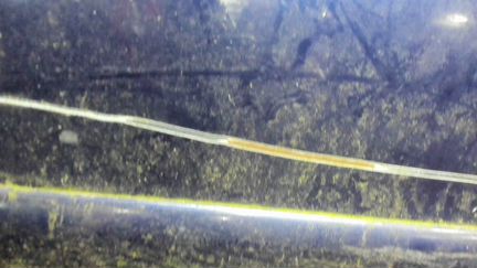 Дверь боковая левая передняя Audi S4, 2000