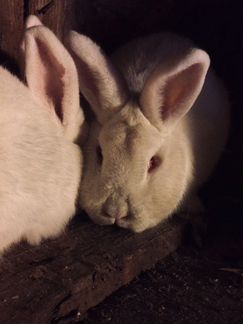 Кролики нзб