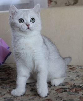 Британская девочка серебристая шиншилла