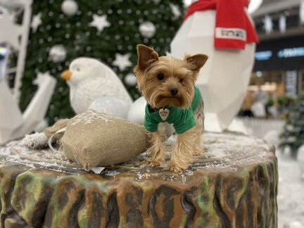 Йоркширский терьер мини беби фейс (вязка)