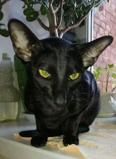 Ориентальная чёрная кошка