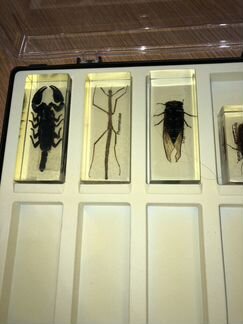 Коллекция насекомых