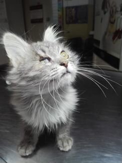 Фунтику сложно найти дом