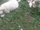 Щенки кавказской овчарки продаю цена по телефону объявление продам