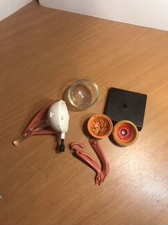 Модель глаза человека