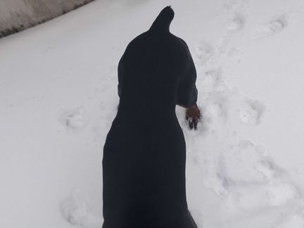 Доберман бесплатно