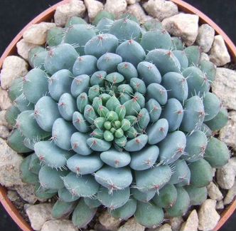 Эчеверия Сетоза Деминута