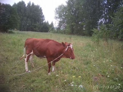 Корова нетель - фотография № 2