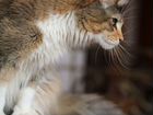 Кошка мейн-кун взрослая тикированная