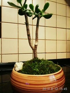 Крассула.Бонсай