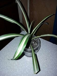 Хлорофитум Хохлатый