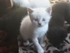 Продам котят Русской голубой кошки.Родились 24.09