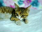 Котятки трёхцветочки от кошки-мышеловки объявление продам