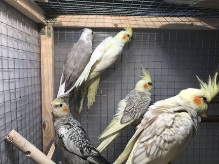 Попугай корелла